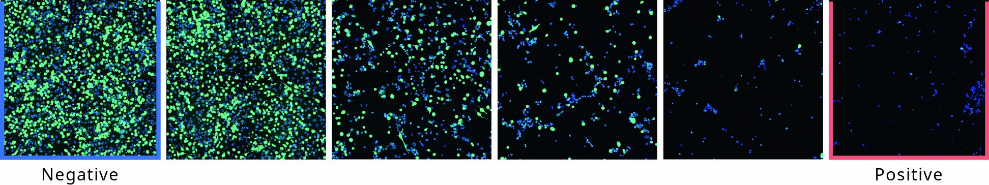 Deep Image Response1